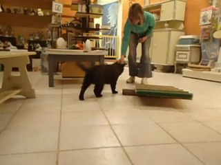 premiere séance d'agiliy pour Lancelot