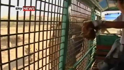 Cruauté animale dans un Zoo en Chine