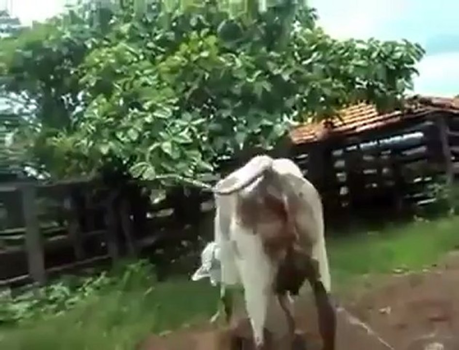 inegin müthis tekmesi