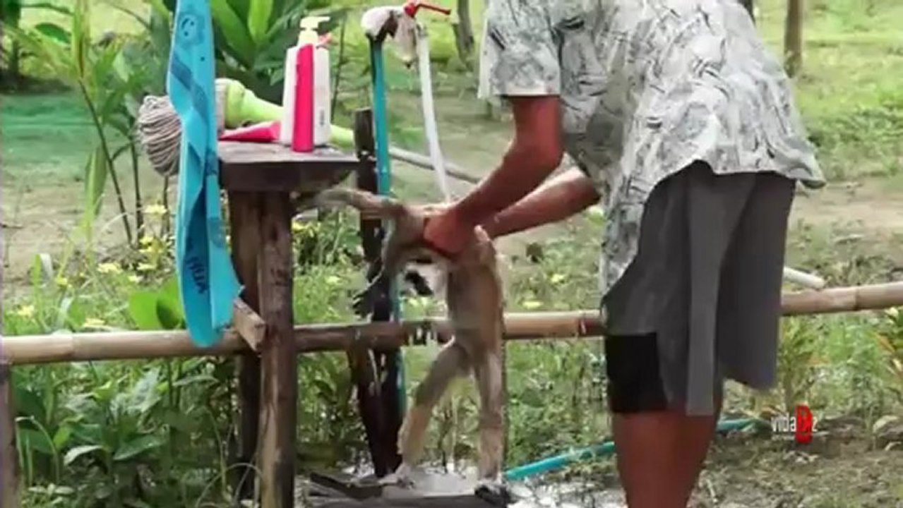 maymun nasil yikanir