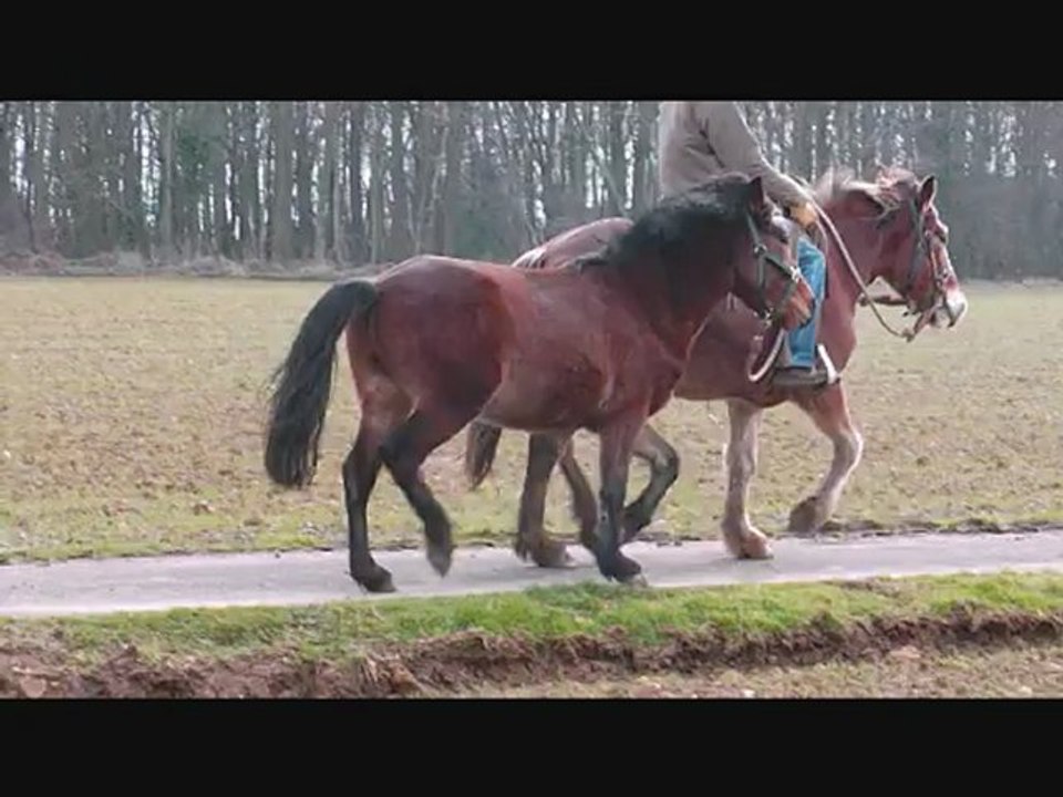 Débourrage de Rasta