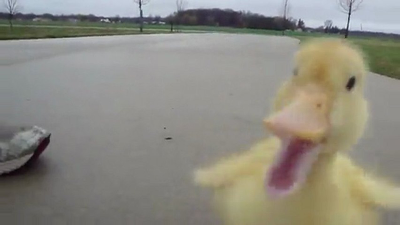 Duck Run