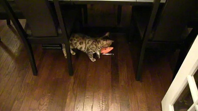 Bengal Cat Rumble Fetching His Carrot Toy Linus Cat Tips