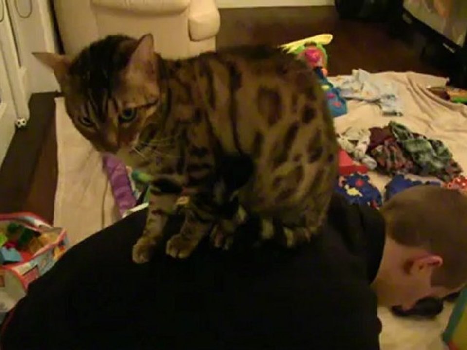Bengal Cat Rumble Asserting his Dominance by Perching on my Back Linus Cat Tips