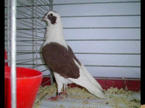 GÜLLÜ FİLO GÜVERCİNLERİ - guvercinurfa.com guvercinrehberi.com