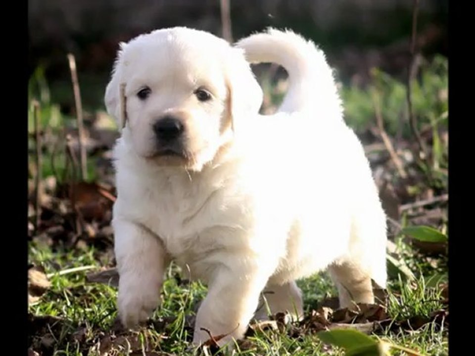 bb lovelly et blue 24 12 2012