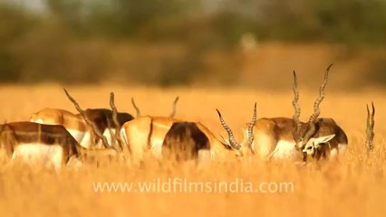 1995.Chinkara leaping in the air, crapping Blackbuck!.mov