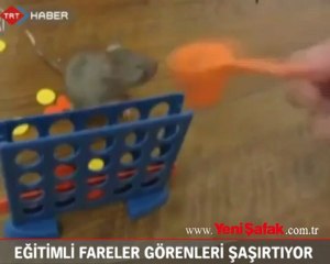 Eğitimli fareler görenleri şaşırtıyor