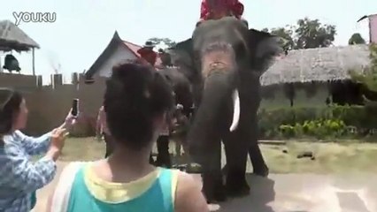 Télécharger la video: Elephant mange un téléphone portable