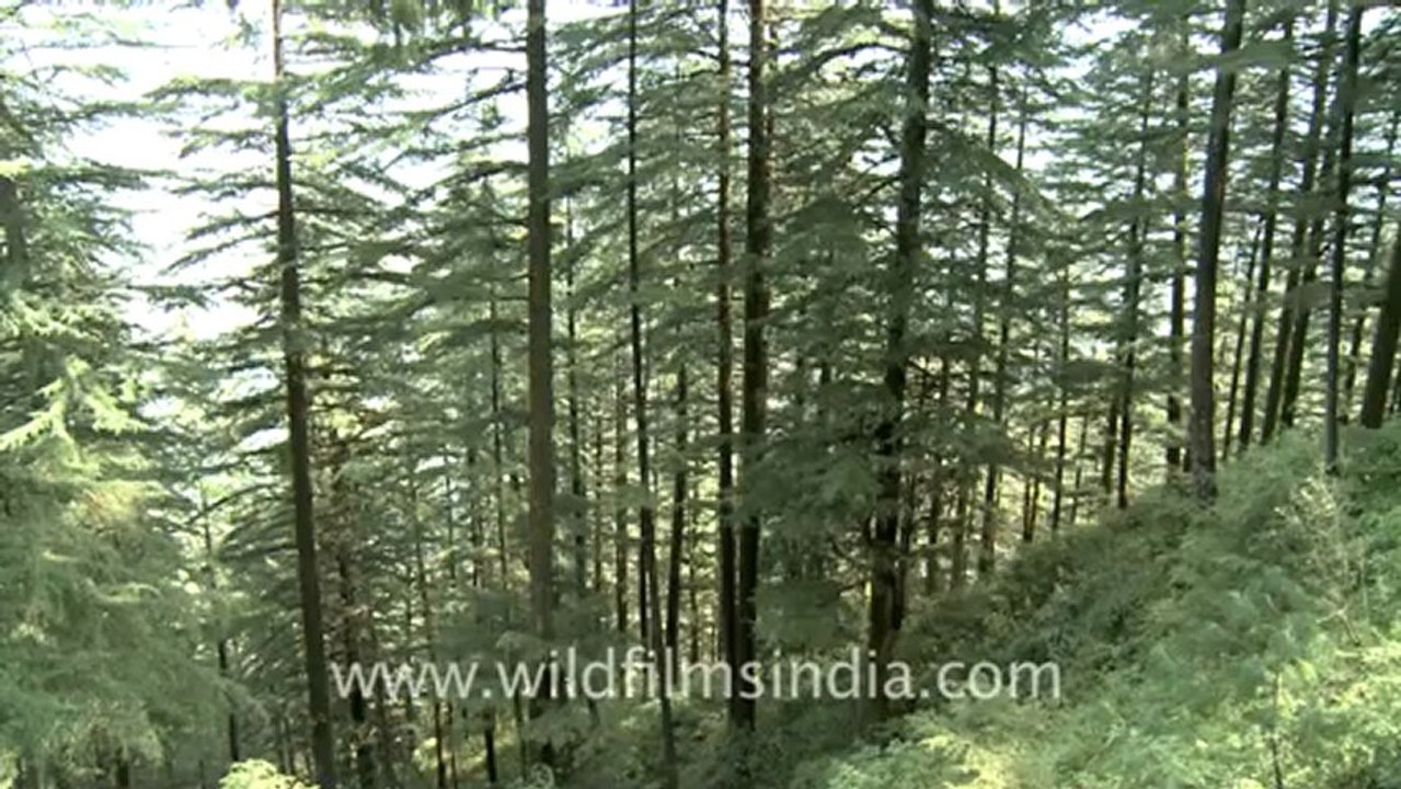 Landour-4.mov