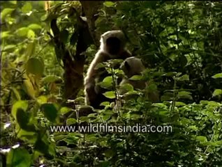 Langur-MPEG-4 800Kbps.mp4