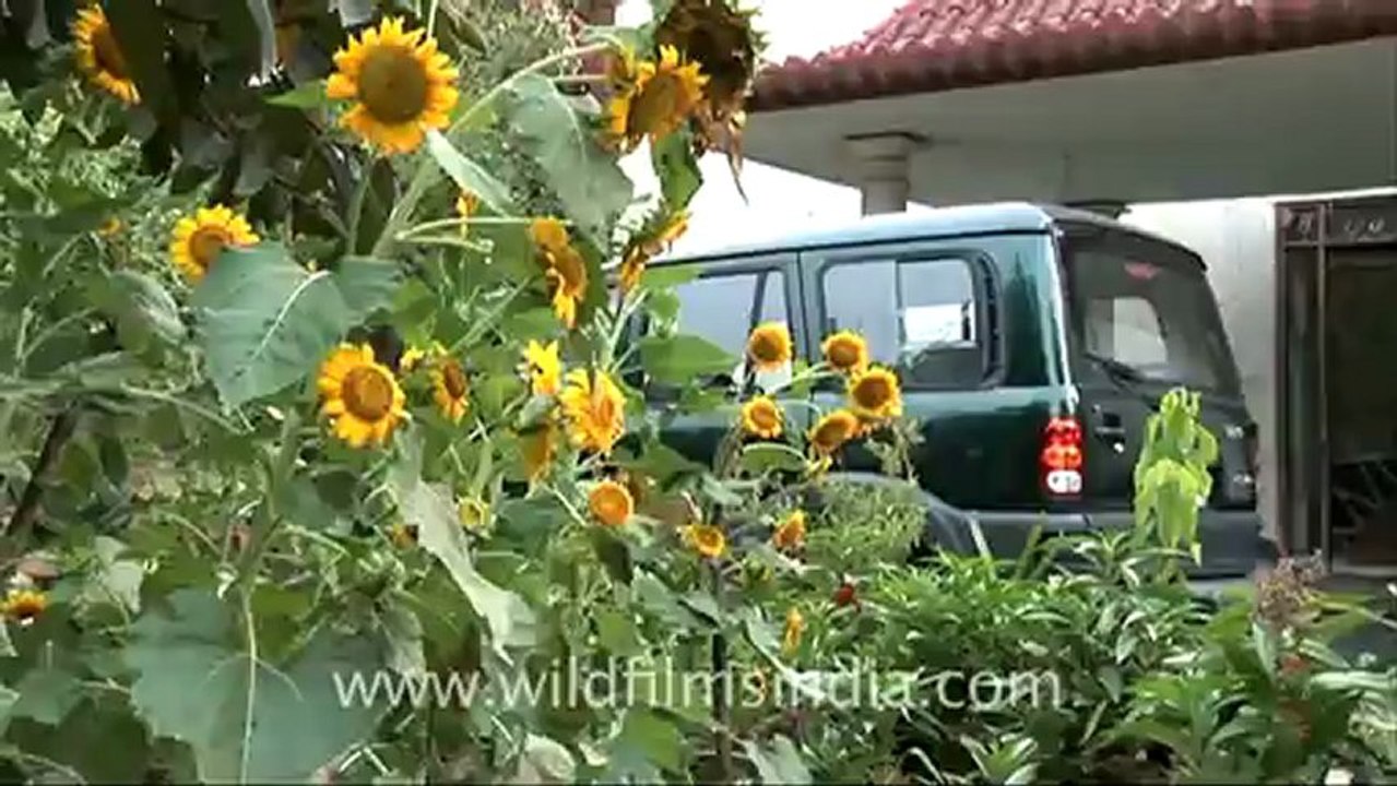 Mango-hdv-125.mov