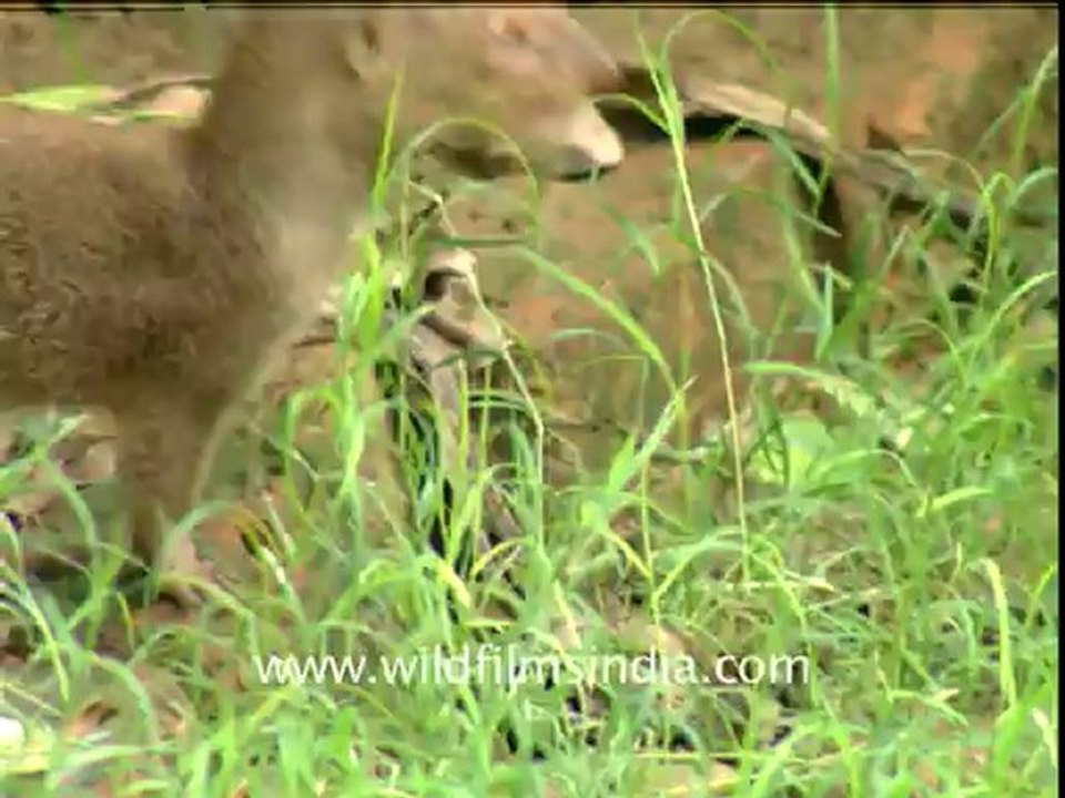 Mongoose mating.mov