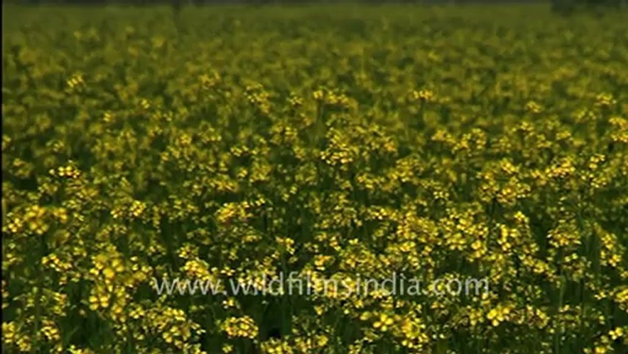 Mustard field_2.mov