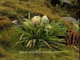 Nanda devi-Brahma Kamal...mov