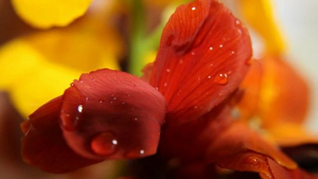 How to do a Micro Photography of flowers in the wind an example at our back garden