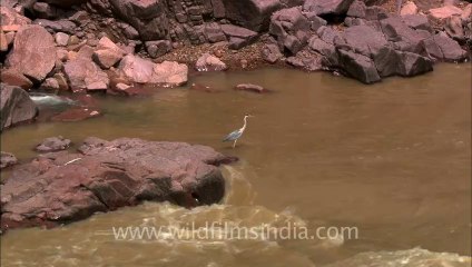 Panna-waterfall-hdc-9-2.mov