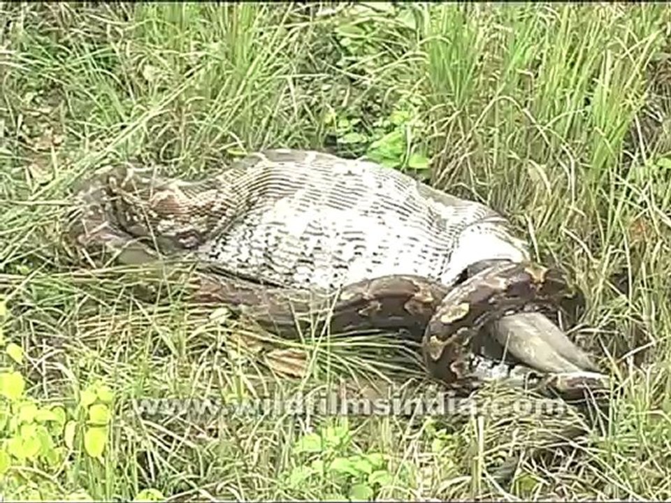 Python eating the langur-2.mov