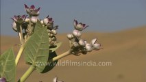 Rajasthan-Sam dunes-HDC-8 desert.mov