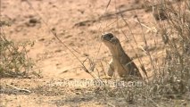 Rajasthan-Sam dunes-HDC-9-lizard.mov