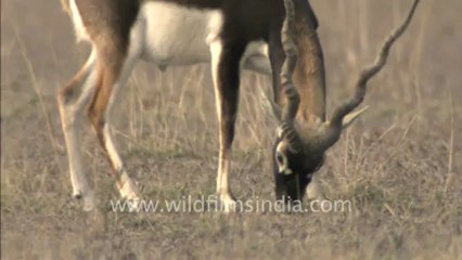 Rajasthan-Talchappar-HDC-tape-1.mov