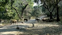 Sariska-HDC-88-monkey.mov