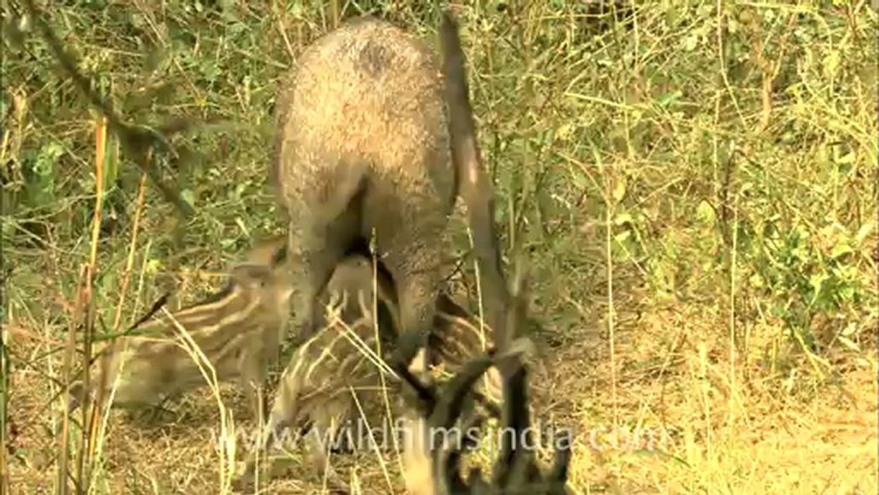 Sariska-hdc-62.mov