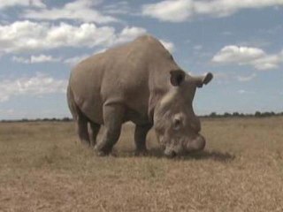 Drones could save Rhinos from extinction