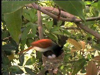 Shivalik monsoon-10.mov