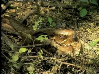 Shivalik monsoon-17.mov