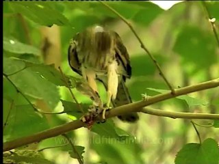 Shivalik monsoon-20.mov