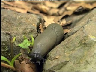 Shivalik monsoon-21.mov