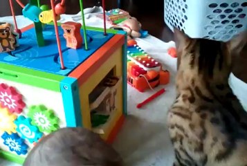 Bengal Cat Rumble Playing with Baby Toy Linus Cat Tips