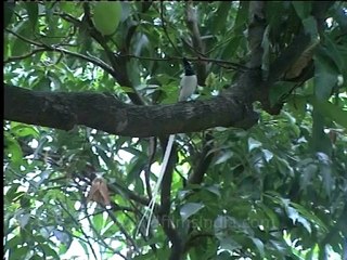 Shivalik monsoon-23.mov