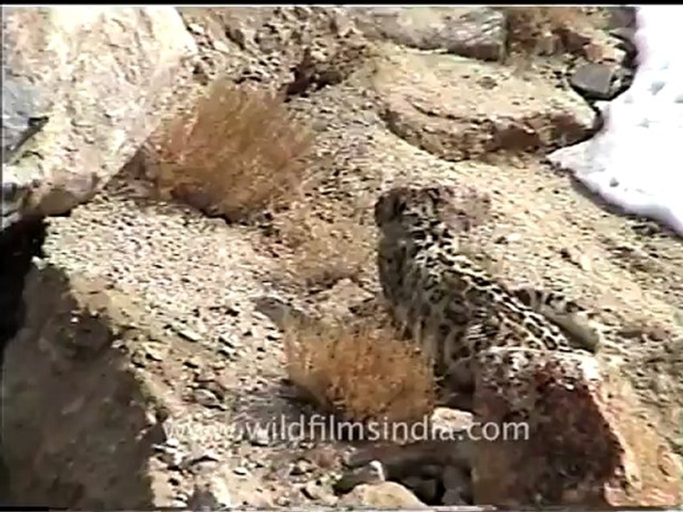 Snow leopard 2.mov