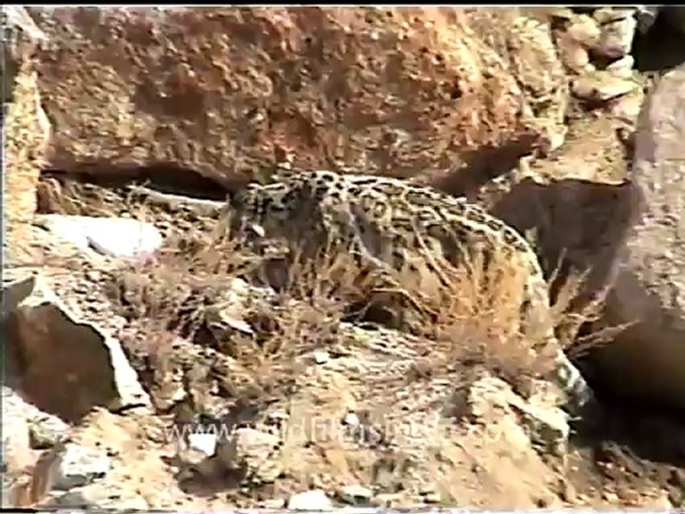 Snow leopard 3.mov