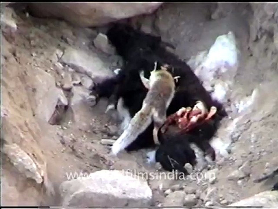 Snow leopard- fox eating yak.mov
