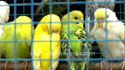 Sonepur-birds for sell.mov