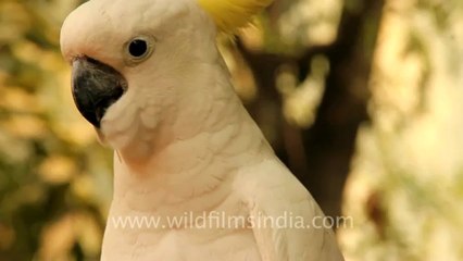 Thailand-Animals-Birds-1.mov