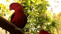 Thailand-Animals-Birds-5.mov