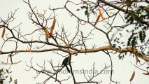Thailand-Animals-Birds-7.mov