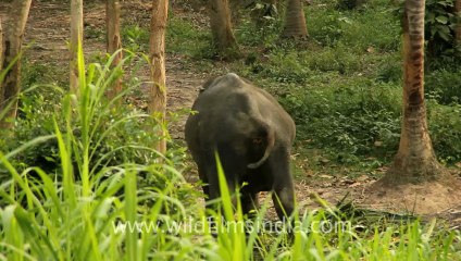 Thailand-Animals-Elephant-1.mov