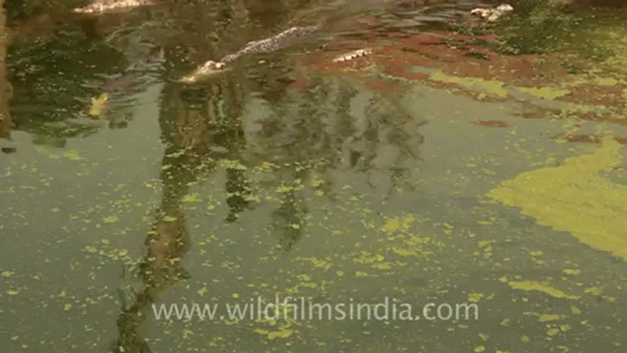 Thailand-Animals-Reptiles-1.mov