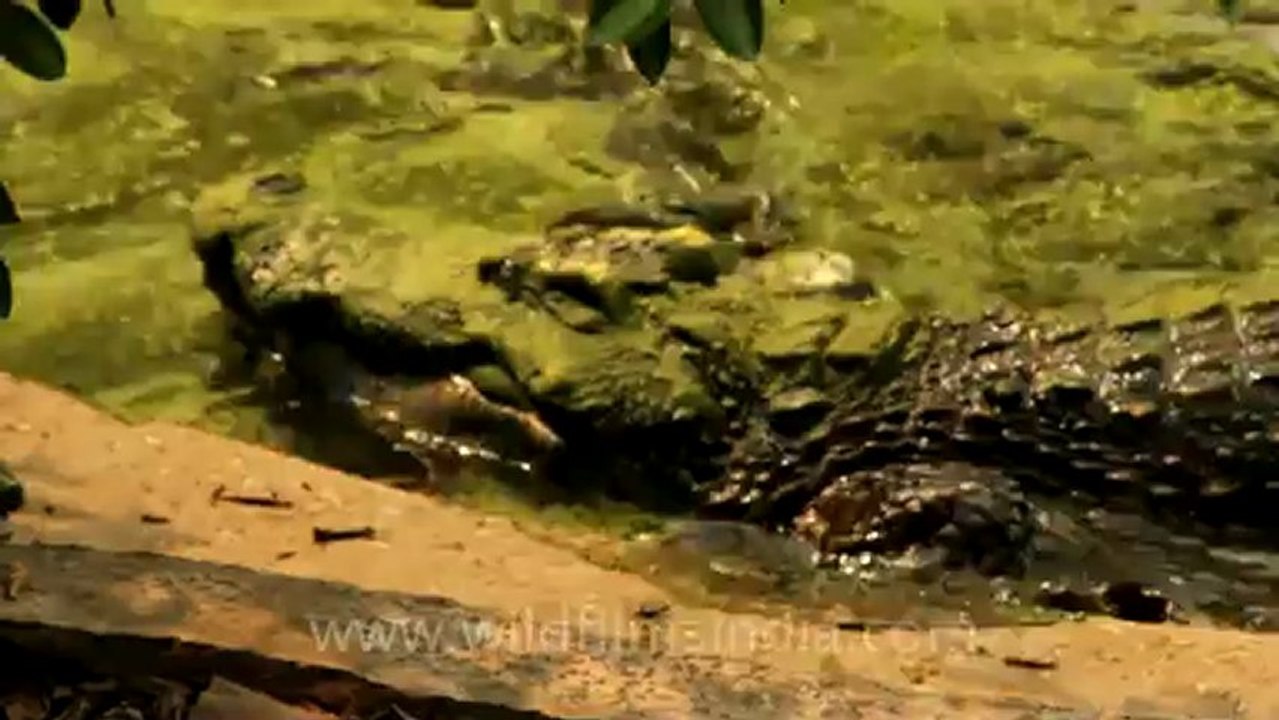 Thailand-Animals-Reptiles-4.mov