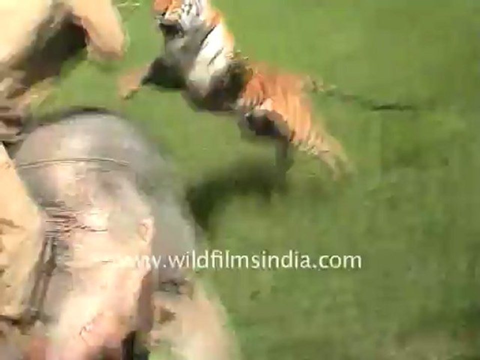 Tiger attacking-1.mov