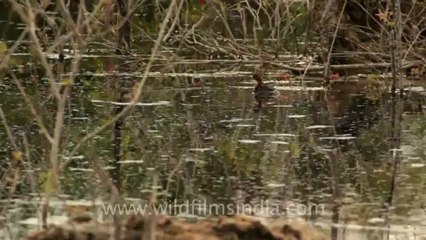 Timor-Wildlife-Birds-11.mov