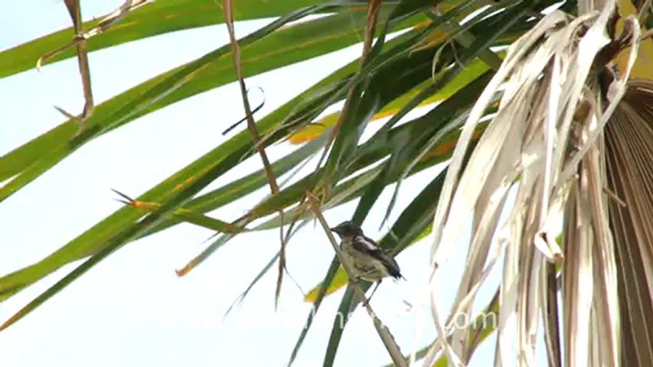 Timor-Wildlife-Birds-12.mov