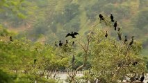 Timor-Wildlife-Birds-2.mov