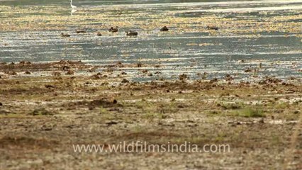 Timor-Wildlife-Birds-8.mov