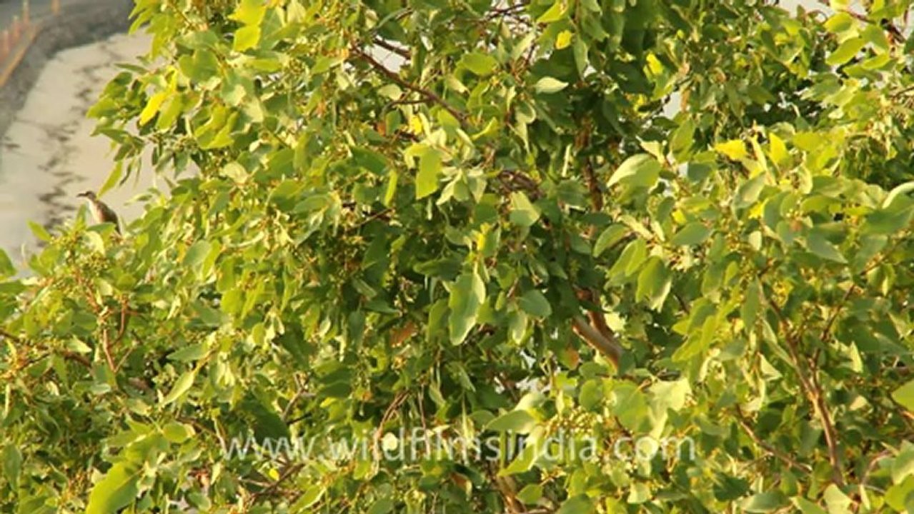 Timor-Wildlife-Birds-9.mov